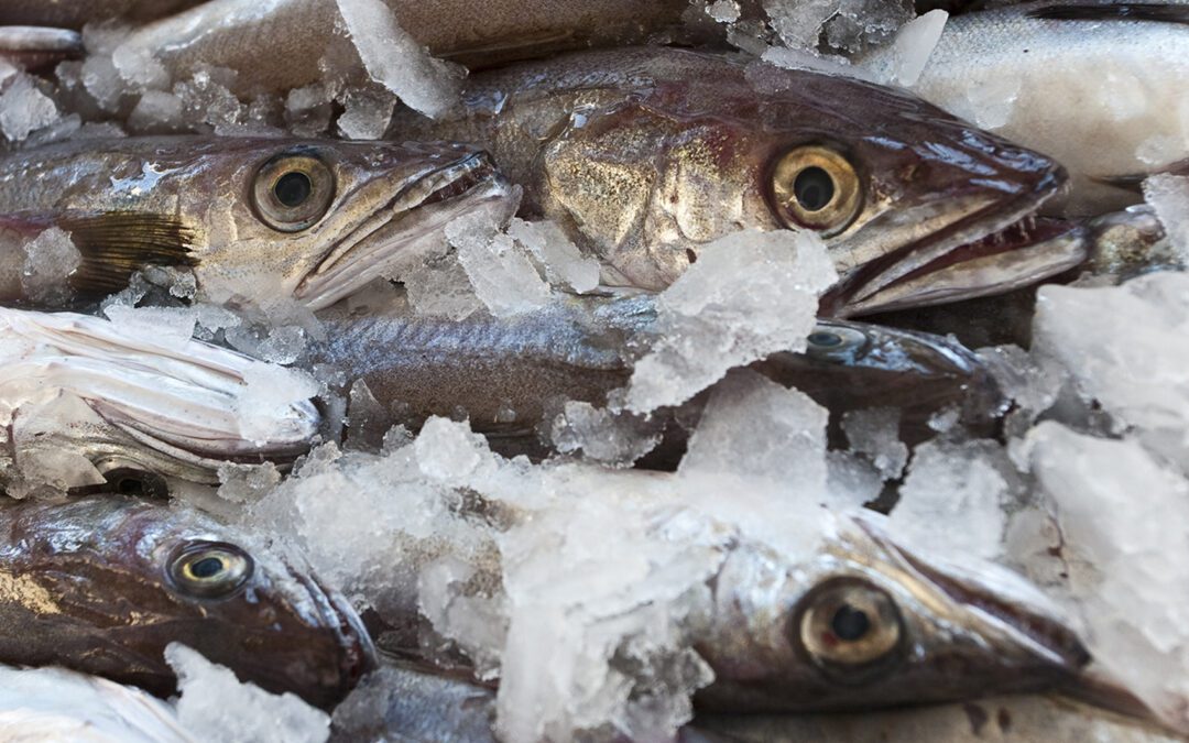 Discover the World of Whiting