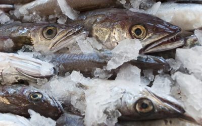 Discover the World of Whiting