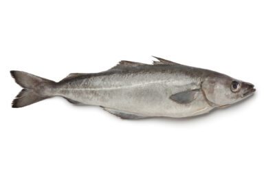 The Marvels of Pollock: A Nutritional Powerhouse from the Wild!