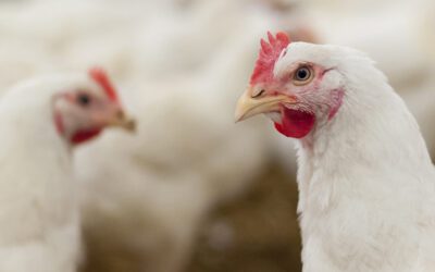 Impact of Bird Flu on Poultry Industry!